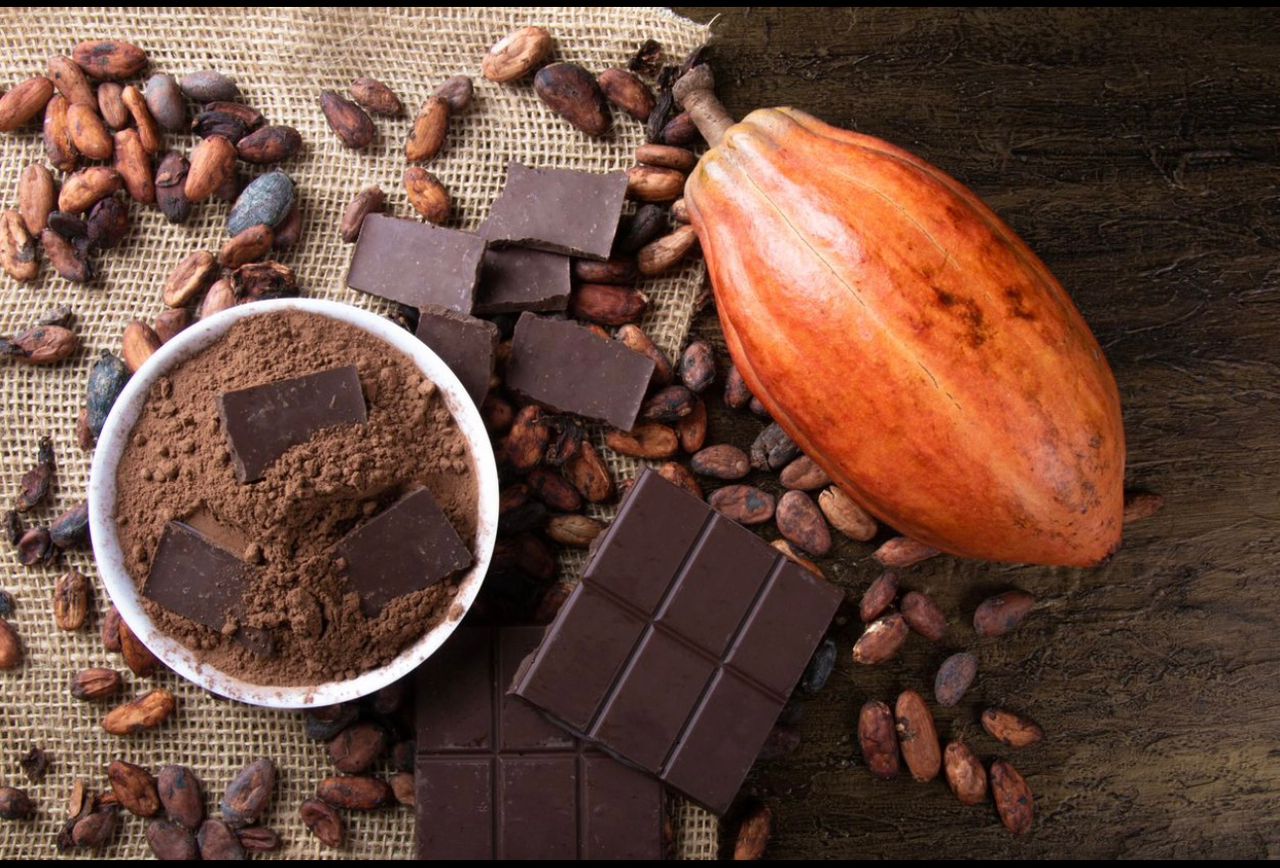 Dried cocoa bean seeds Dried cocoa bean seeds